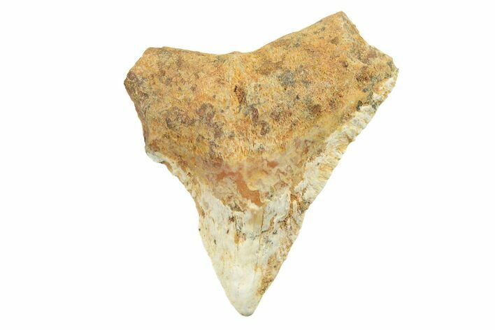 Fossil Bull Shark Tooth (Carcharhinus) - Unusual Location #259480